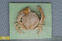 藏品(顆粒圓蟹)的圖片